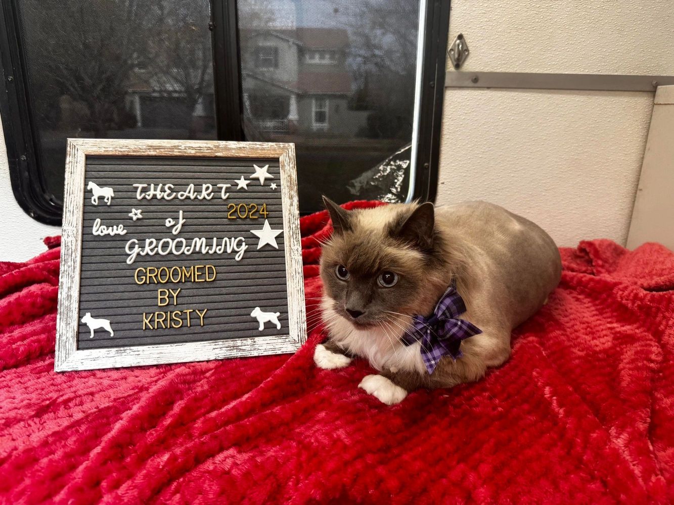 Mobile cat groomers in my cheap area