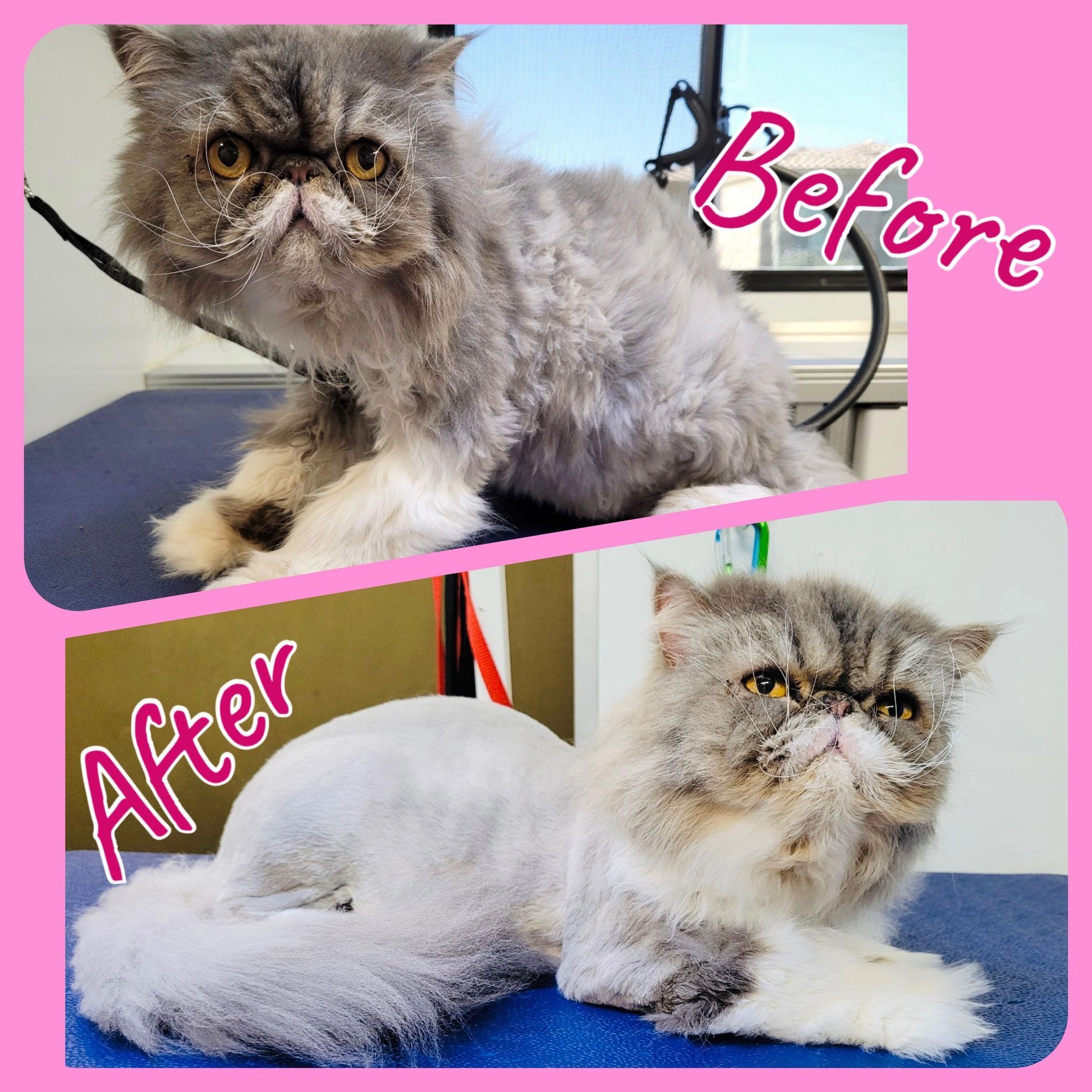 The Art of Grooming - Gilbert In-Home Cat Grooming, Mobile Cat Groomers, Cat  Grooming Services