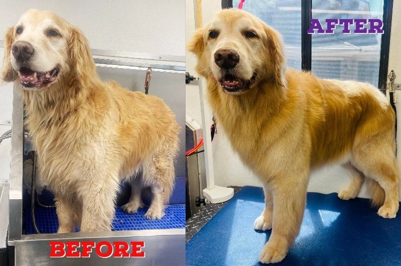 Mobile Dog Grooming Services
Professional Dog Grooming
In-Home Dog Groomers
mobile dog groomer