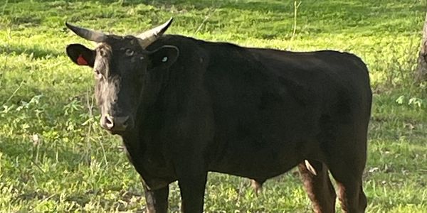 one of our full blood registered Wagyu bulls