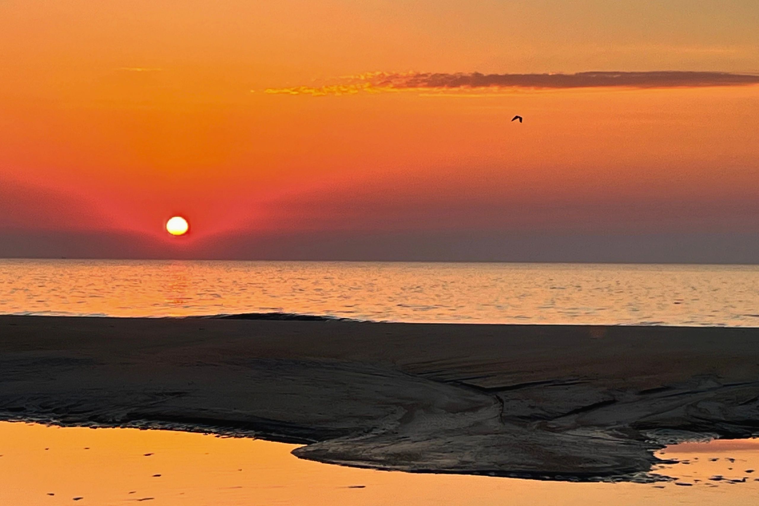 Sunset over a calm sea with a bird flying.