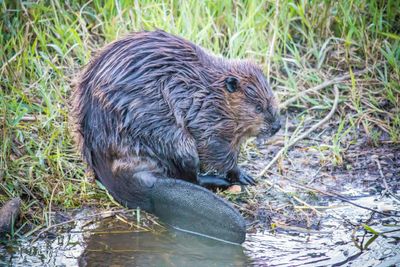 beaver in water