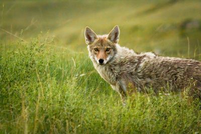 coyote in field