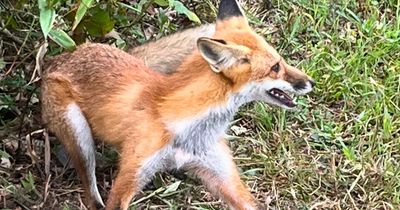 fox