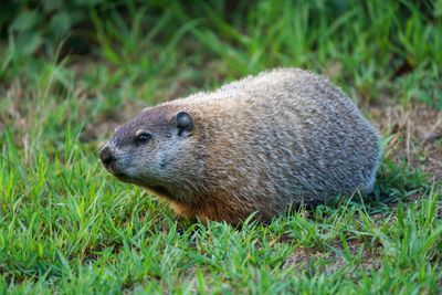 groundhog/woodchuck