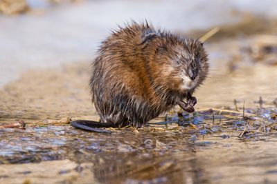 muskrat