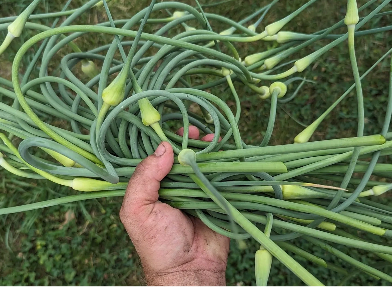 A hand holding a cluster of garlic scapes