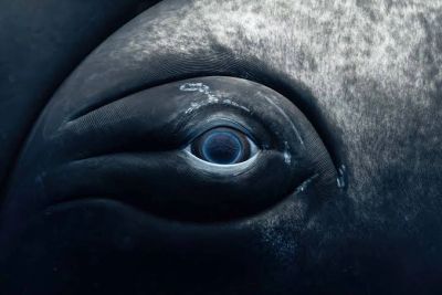 Close-up of a whale's eye underwater with textured skin.