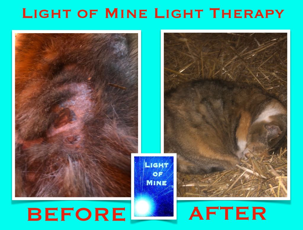 Cougar the Cat Before and After Light Therapy with Light of Mine, after being found mauled.