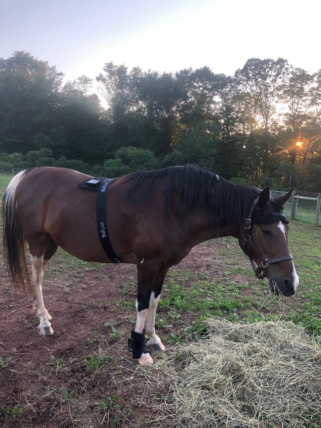 Horse enjoying Light Therapy session.