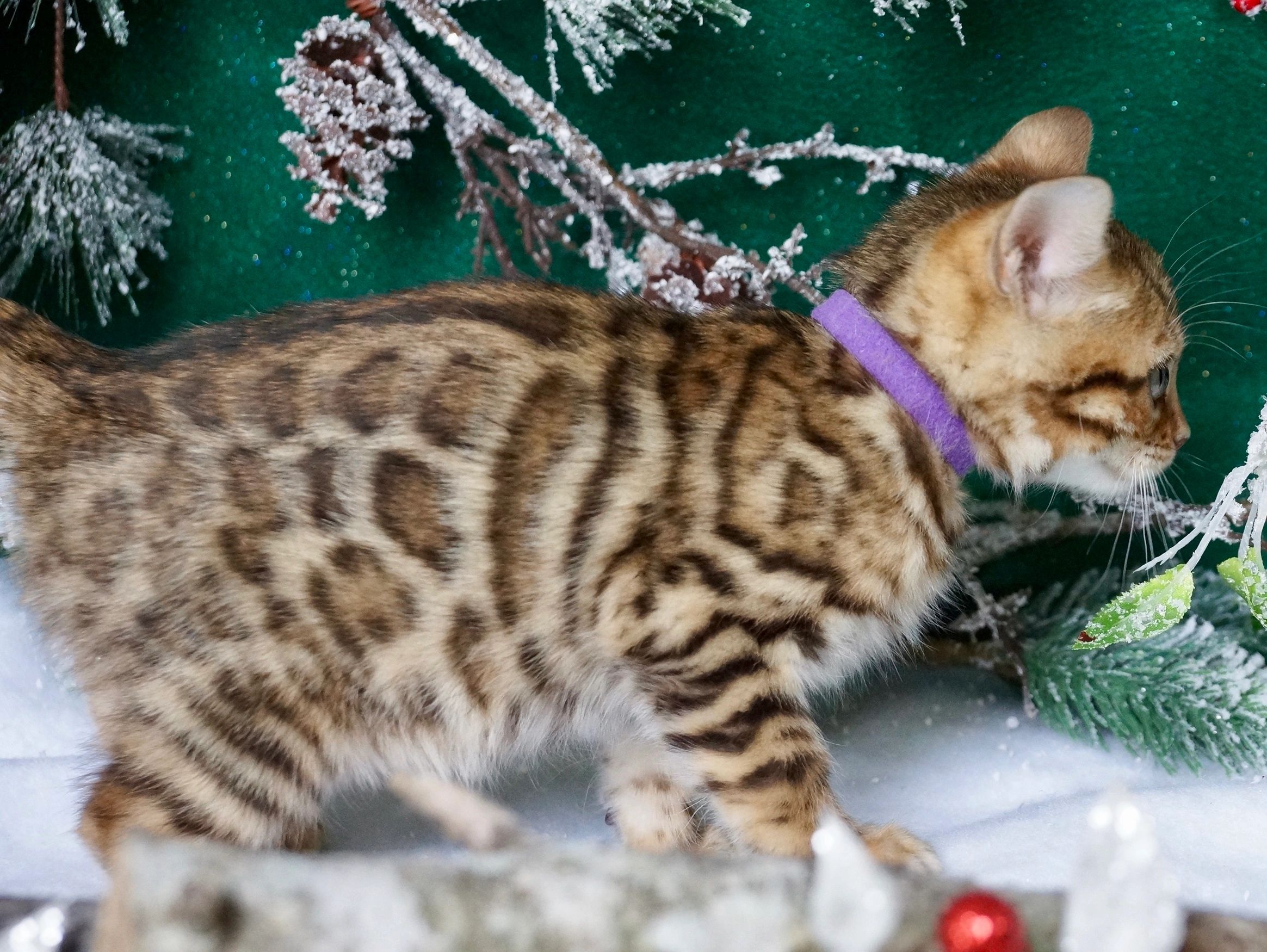 Capstone Bengal Breeder Exotic Cats and Kittens - Capstone Bengals ... Capstone Bengal Breeder Exotic Cats and Kittens - Capstone Bengals ...