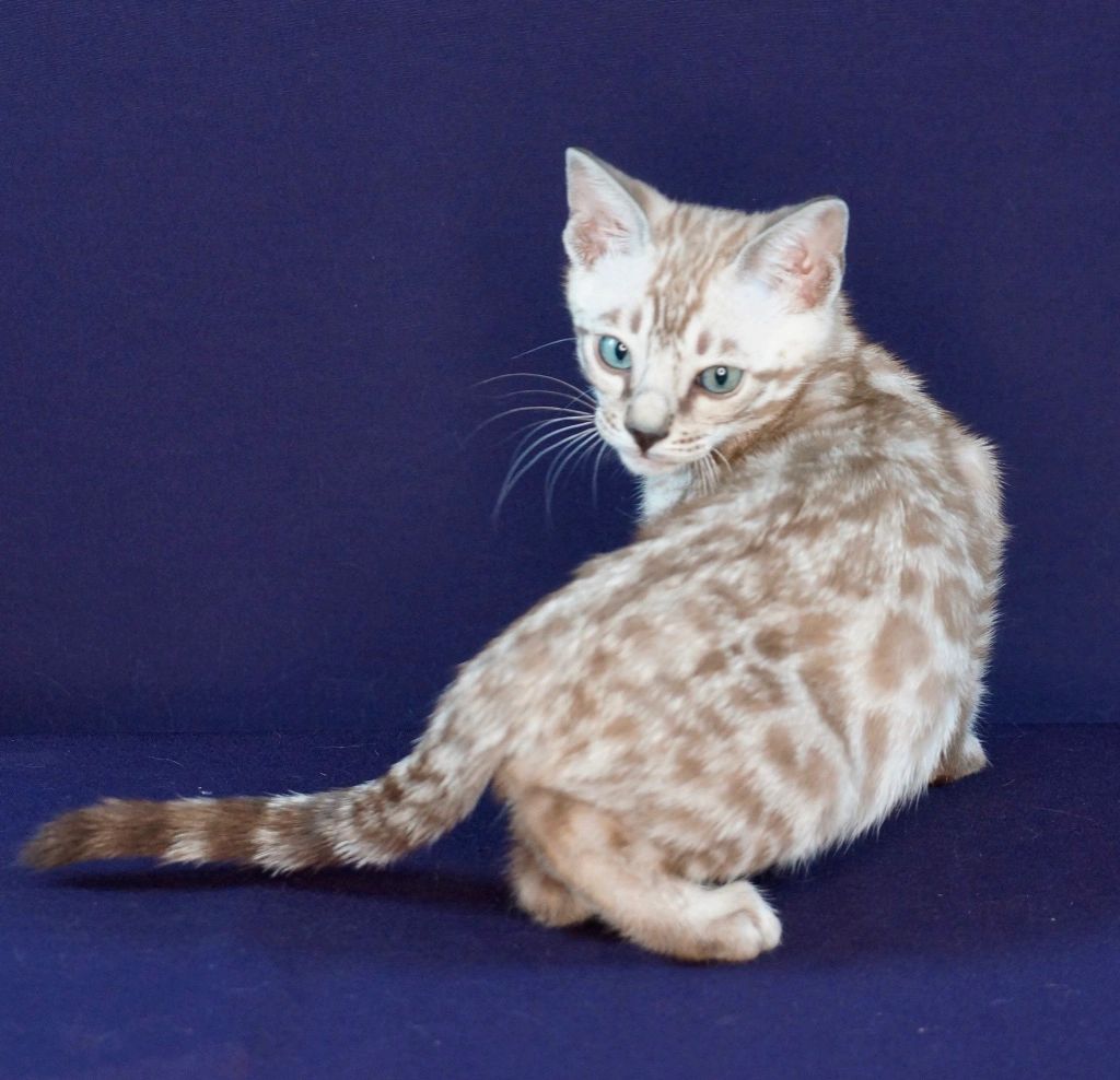 Bengal Cats and Their Fascination with Water