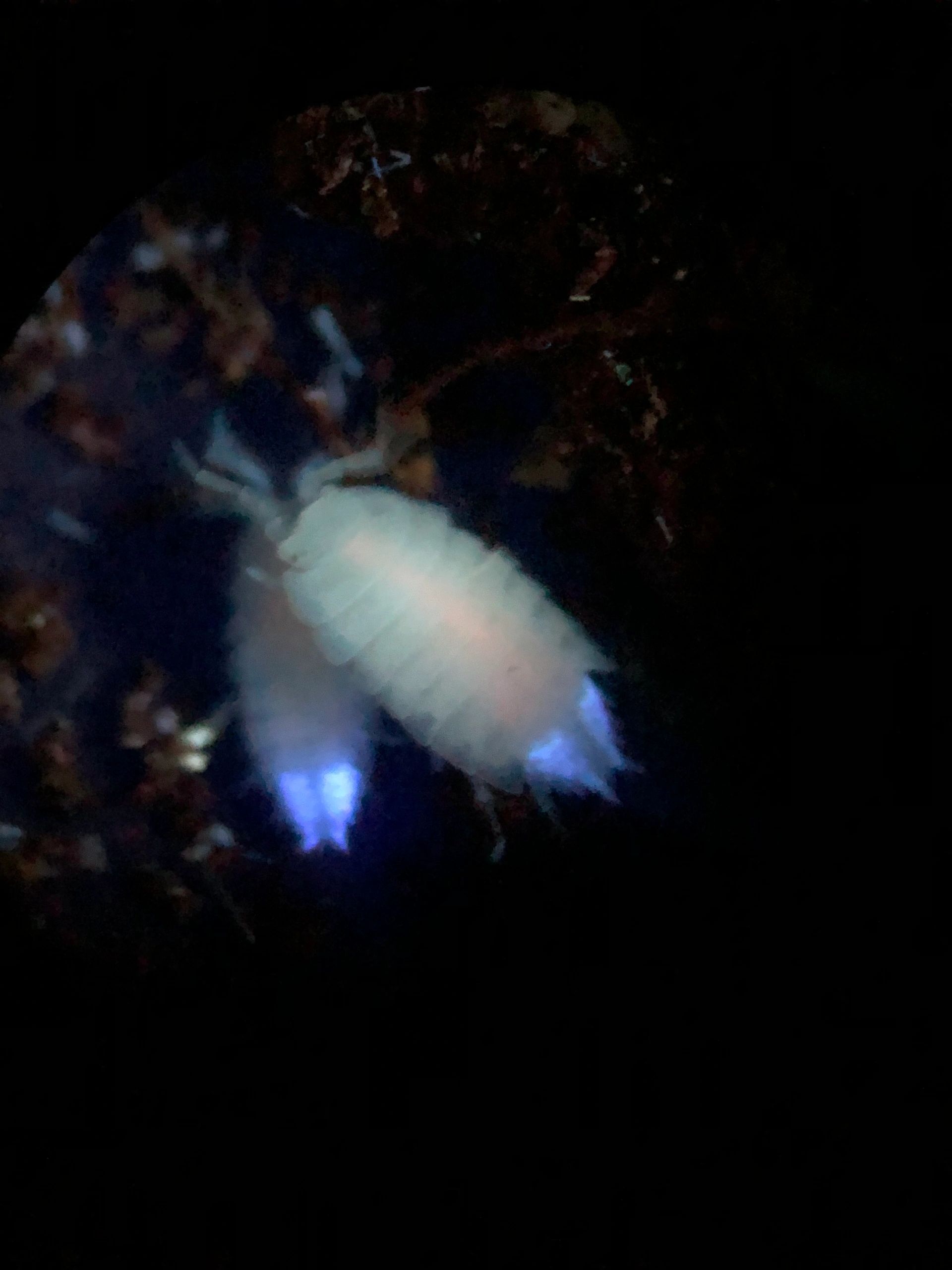 Isopods GLOW under UV light! Isopod Forum Allpet Roaches Forum