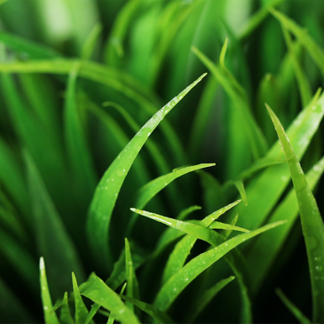 Crisp edges, Hedge trimming
Tree pruning, garden, Regular lawn, garden maintenance, greenscapes



