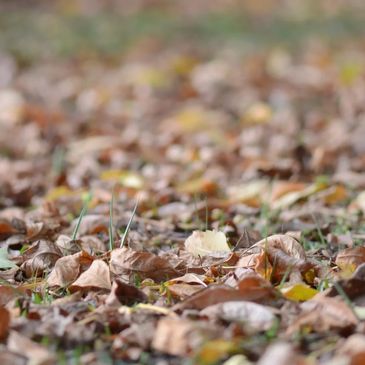 Clean, leaves, spring, garden, landscaping, debris, greenspace