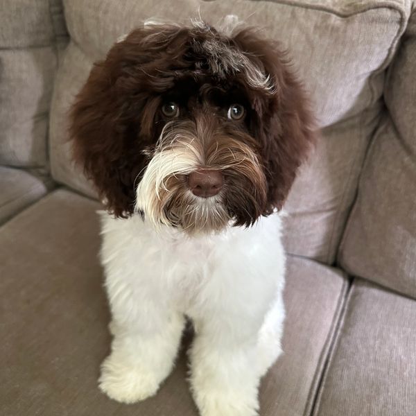 Curly-haired dog with brown and white fur sitting on a couch.