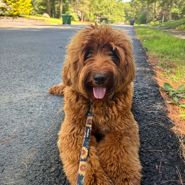 Fluffy brown dog lying on the road with its tongue out, looking happy.