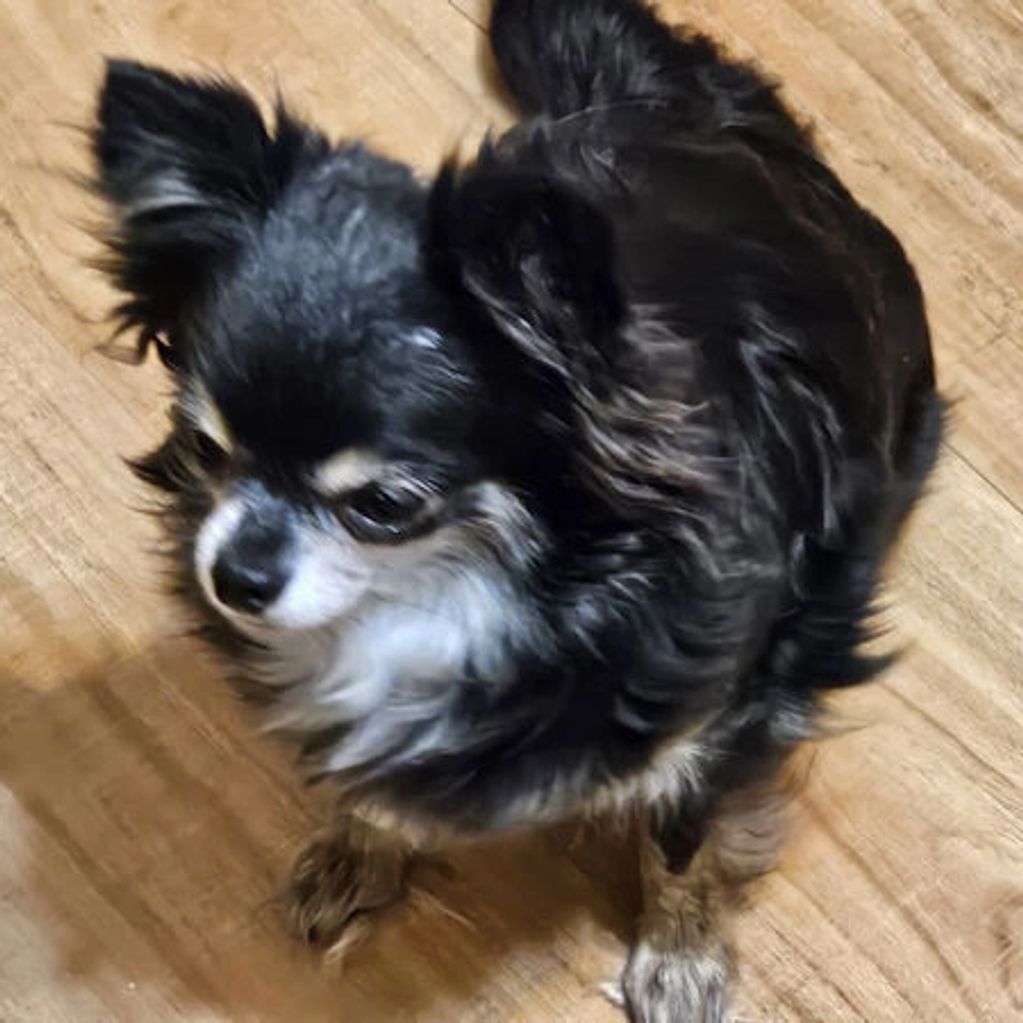 Small black and white Chihuahua with fluffy fur on a wooden floor.