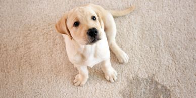Pet treatment carpet cleaning