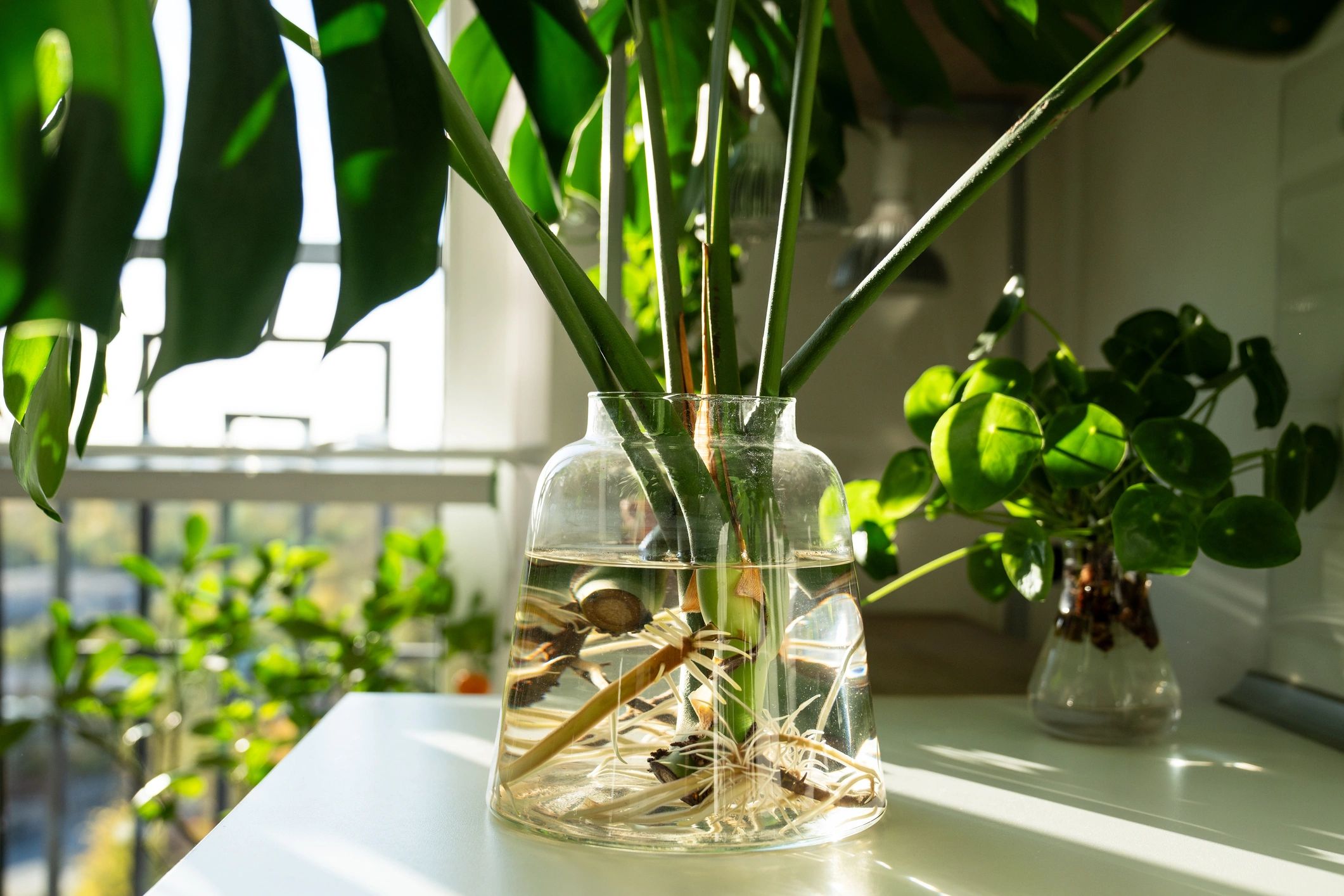 Racines de monstera dans un vase en verre : soutien à la coparentalité et guidance parentale