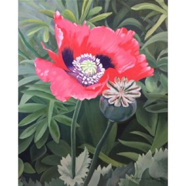 Ephemeral Poppy