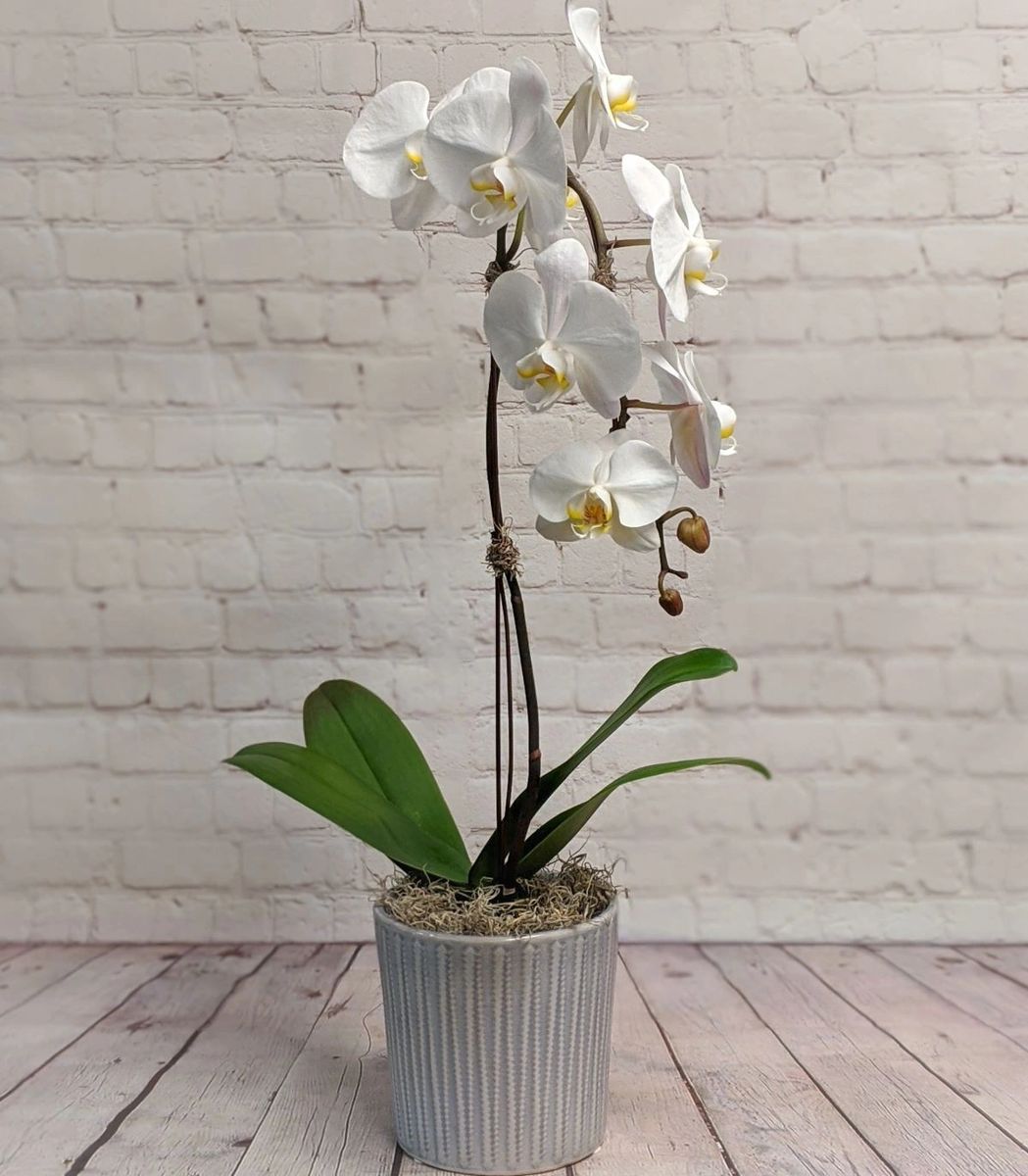 Single stem orchid plant