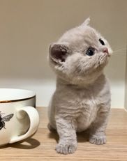 British Shorthair Australia