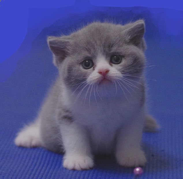 British Shorthair Australia