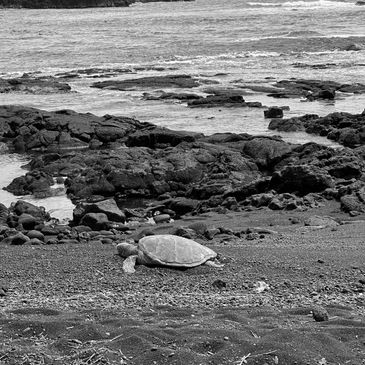 Green sea turtle resting at the famous Punalu'u black sand beach.