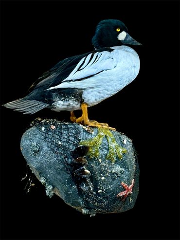 A bird perched on a rock covered with marine life against a black background.