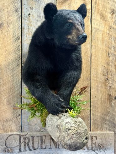 A mounted black bear display with wooden background and greenery.
