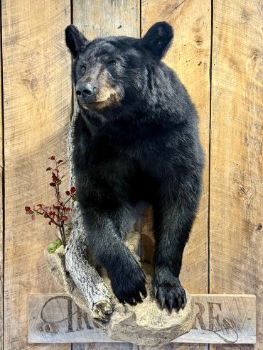 A taxidermy black bear mounted on a wooden wall.