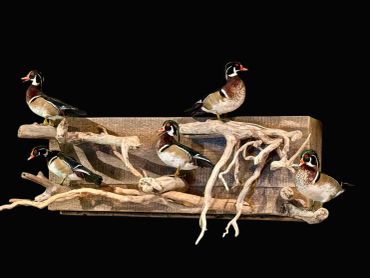 Five wood ducks perched on a wooden display with branches against a black background.