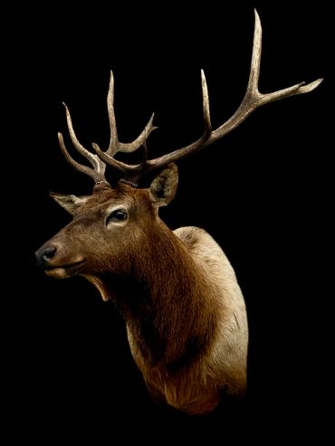 A majestic elk with large antlers against a black background.