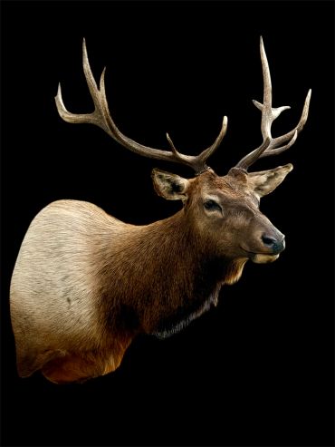 A majestic elk with large antlers against a black background.
