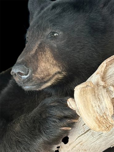 Close-up of a black bear resting on a wooden log with a dark background.