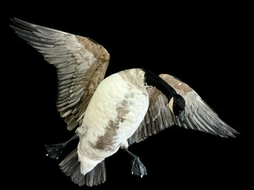 A Canada goose mid-flight against a black background.