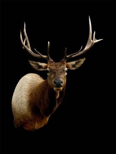 Majestic elk with impressive antlers against a black background.