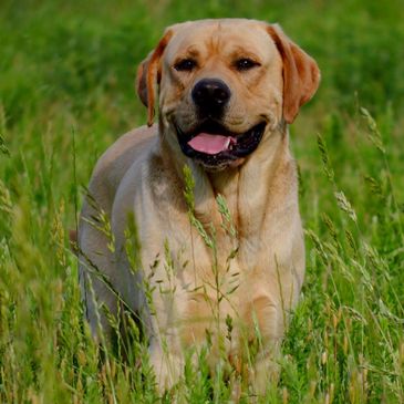 Amber S Waves Of Grain Labrador Puppies Akc Labs