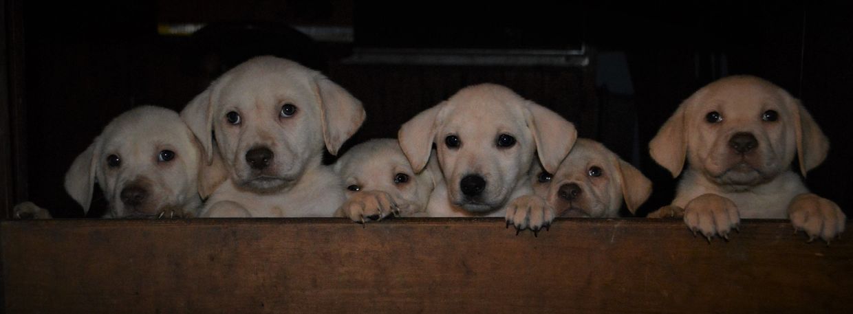 Amber S Waves Of Grain Labrador Puppies Akc Labs