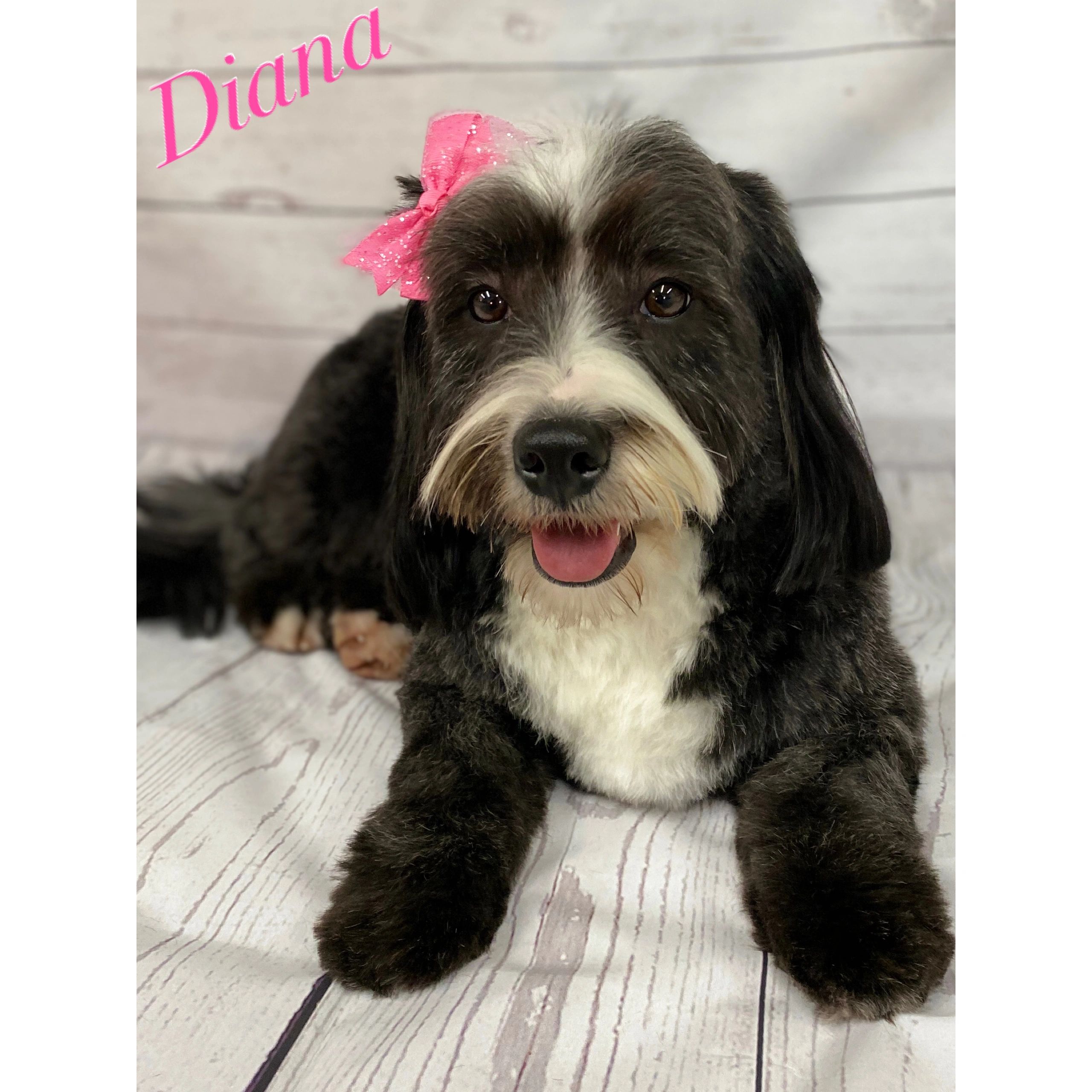 Prairie Creek Kennel Bernedoodles, Dog Training