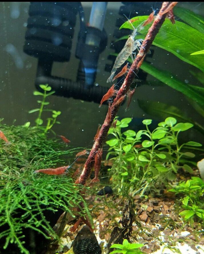 What Are The Best And Worst Tank Mates For Cherry Shrimp?