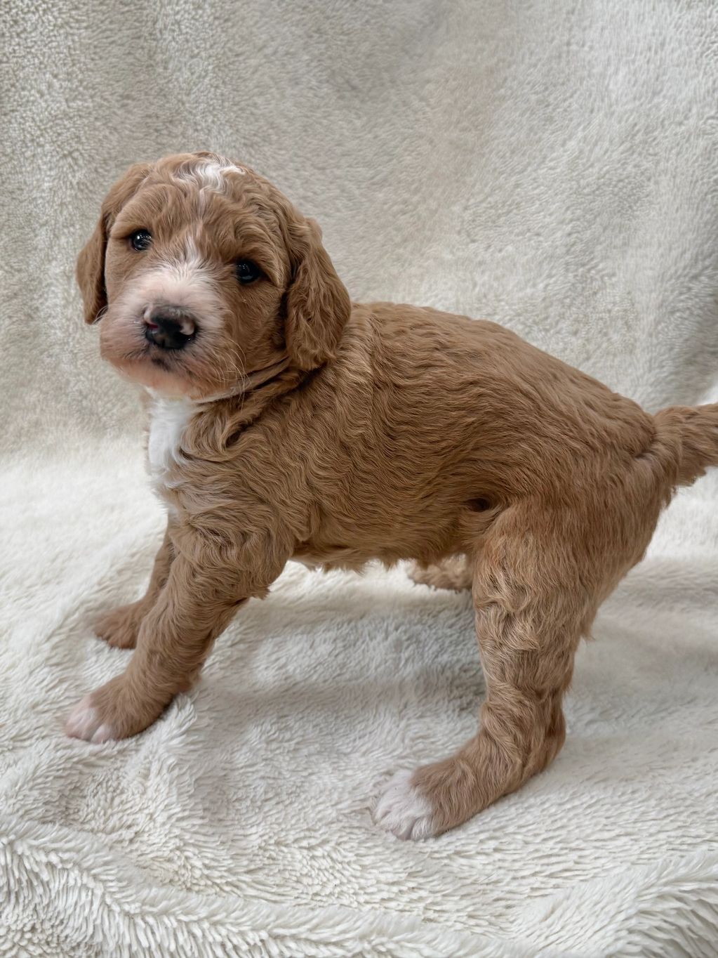 Curly brown and white puppy standing on a soft, light-colored blanket.