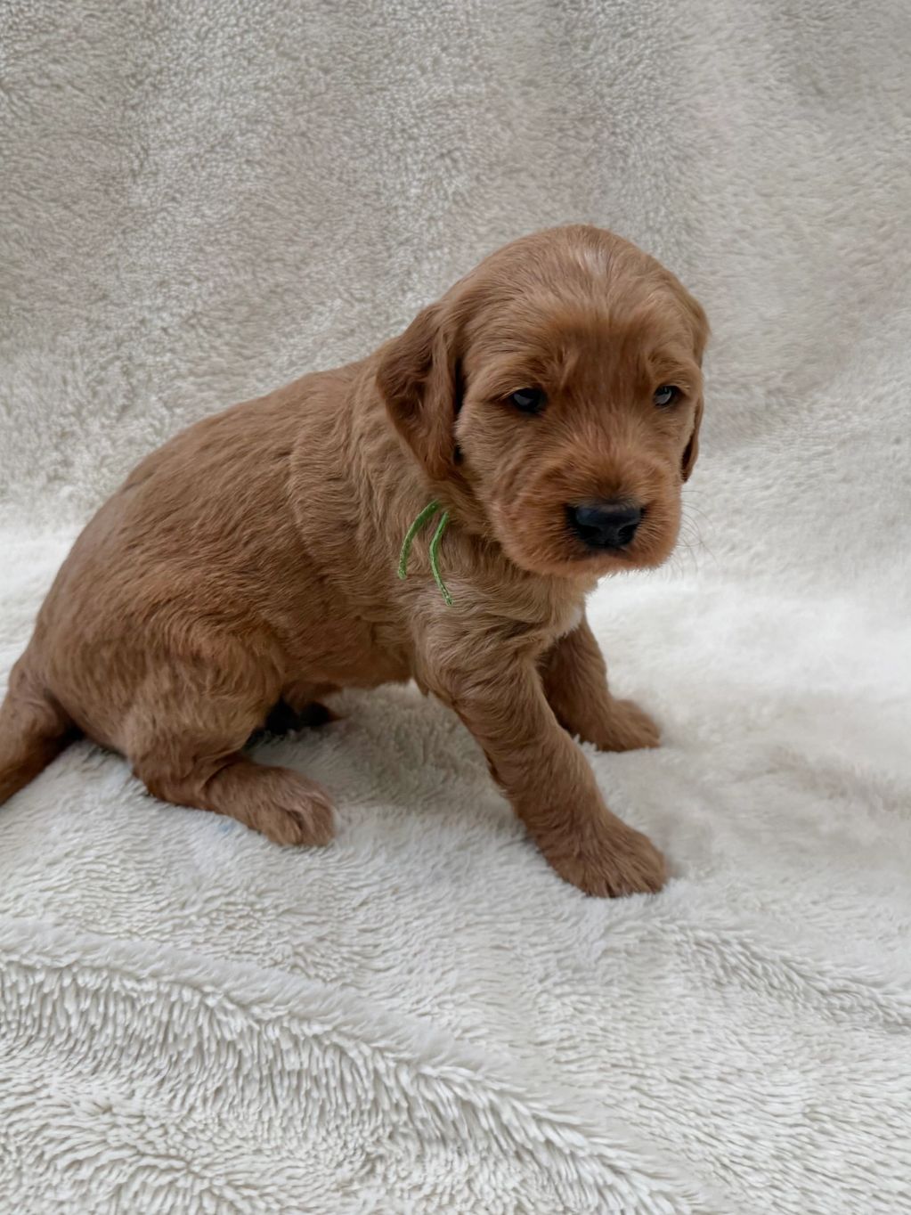 A small, light brown puppy sitting on a soft white blanket.