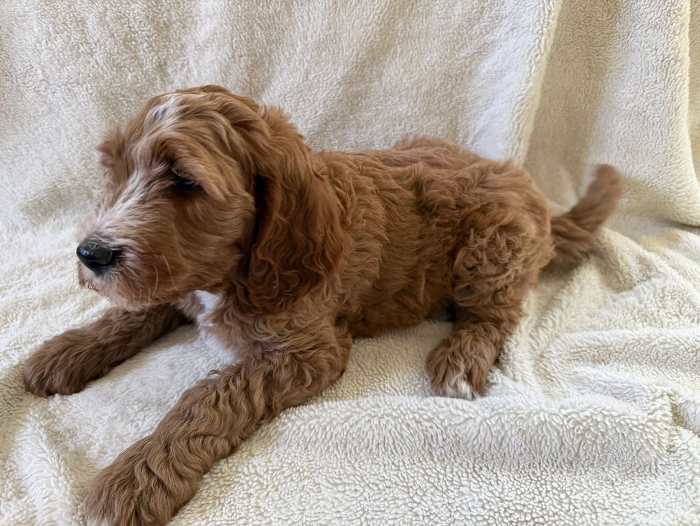 Fluffy brown puppy lying on a soft white blanket.