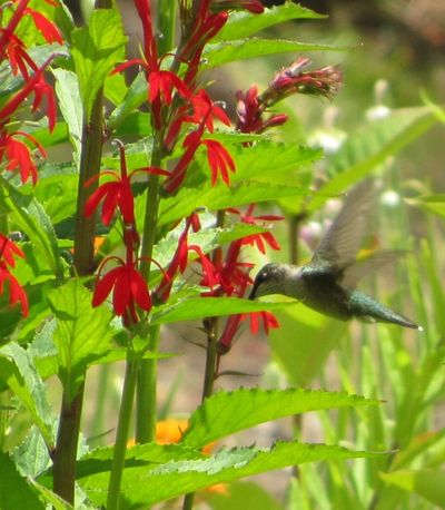 Hummingbird feeding on native plant