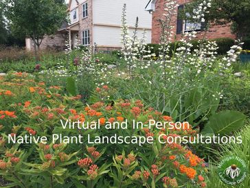 Virtual and In-Person Native Plant Landscape Consultations