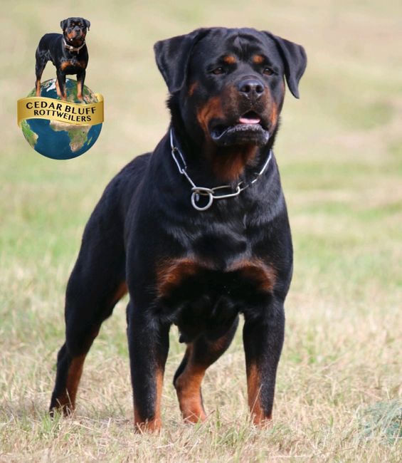 Females | CedarBluff Rottweilers