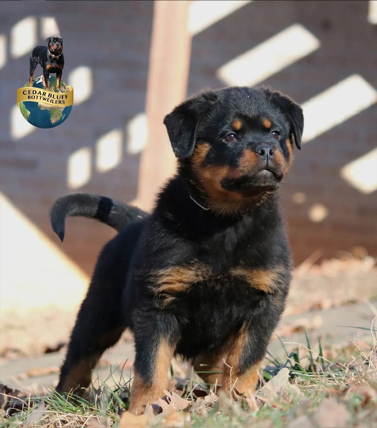 CedarBluff Rottweilers - Home