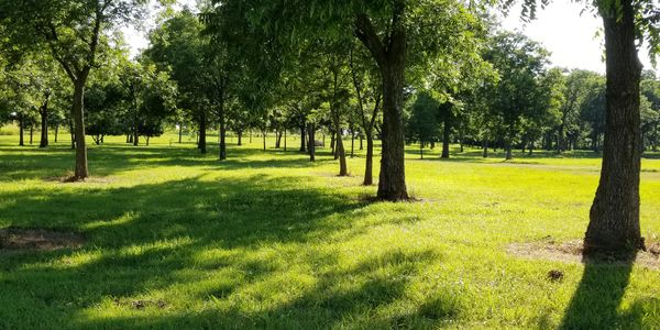 Twin Hill Pecans